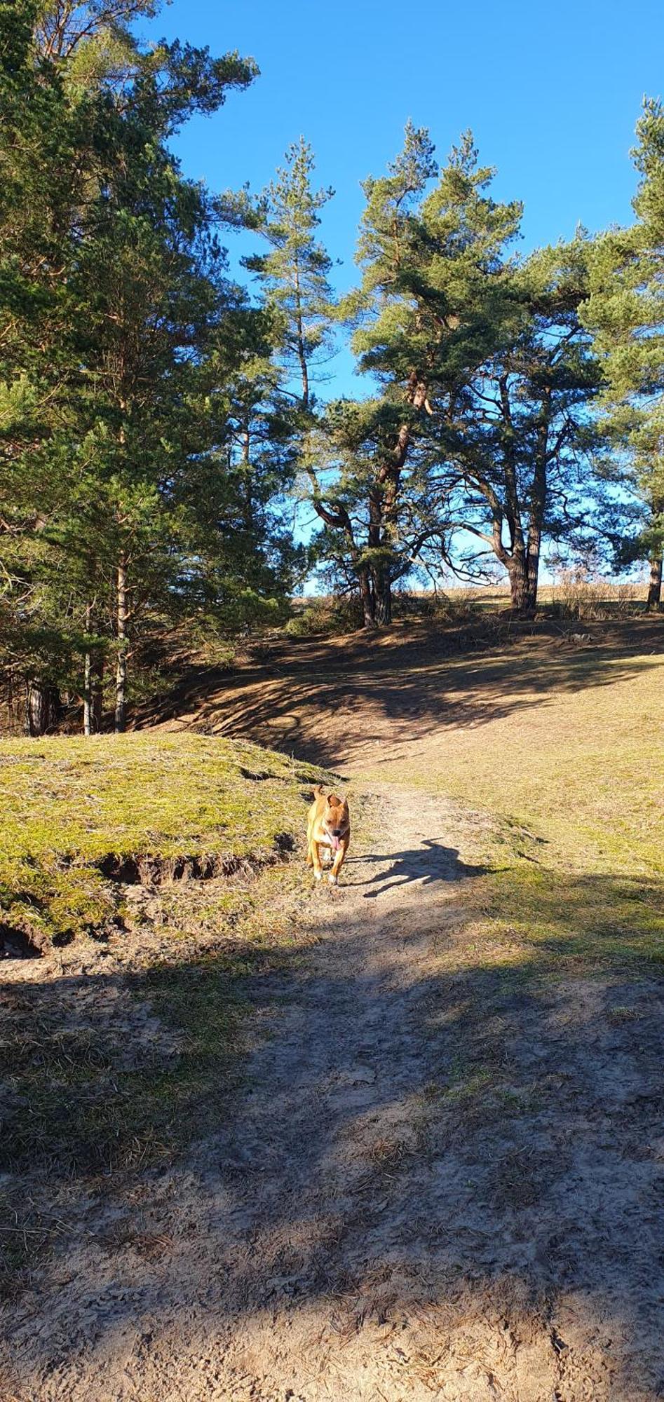 Windalens Pa Oesterlen Tomelilla Esterno foto
